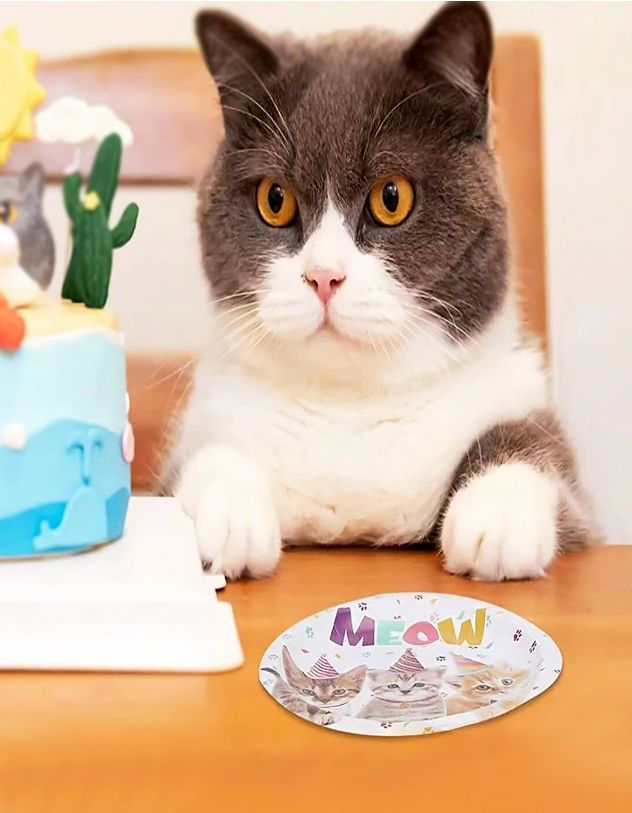 Тарілки у наборі з принтом котика | 266683-21-XX - A-SHOP