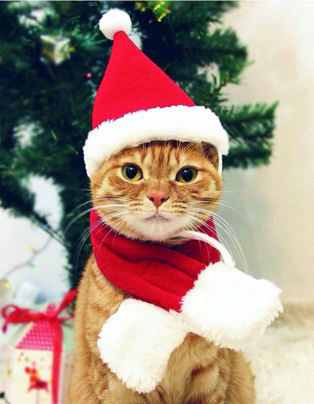 Шапка з шарфом Санта Клауса для тварин | 242974-15-XX - A-SHOP
